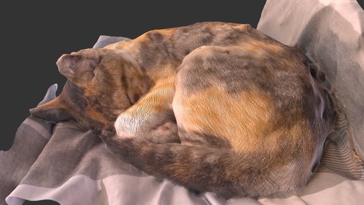 Sleeping Cat 3D Model