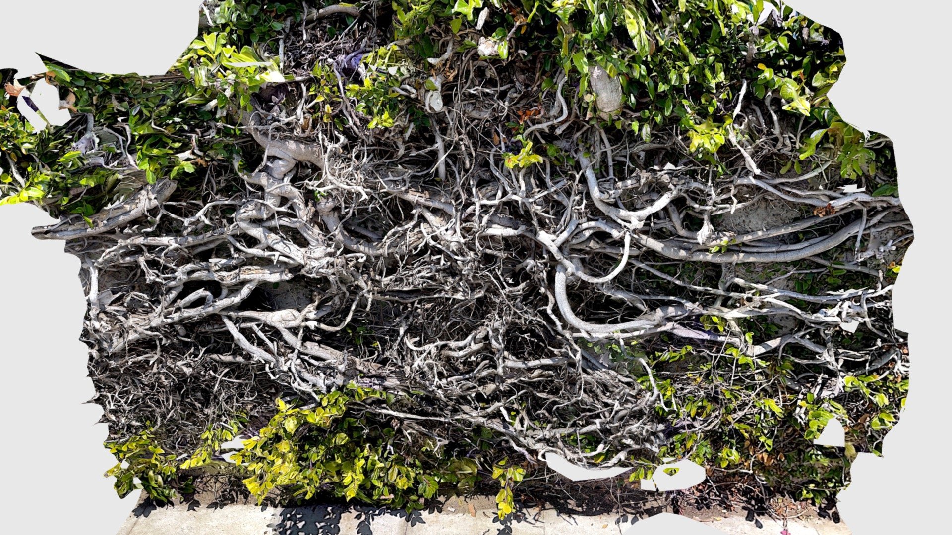 Vines