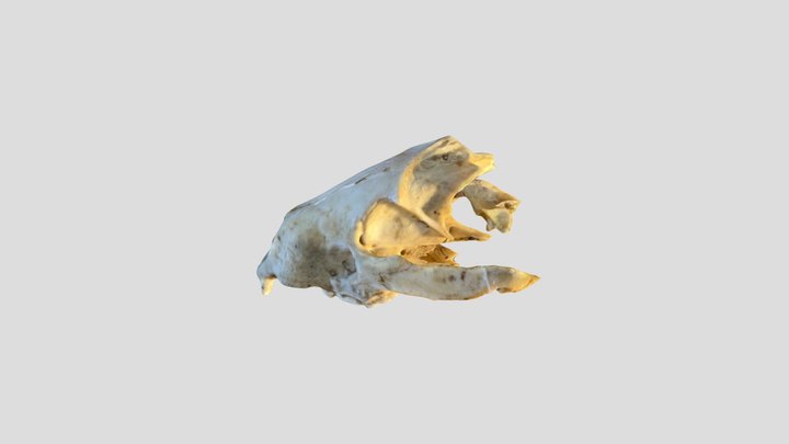 Broken badger cranium 3D Model