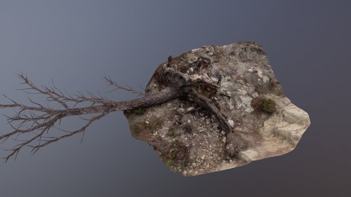 Dead tree 3D Model