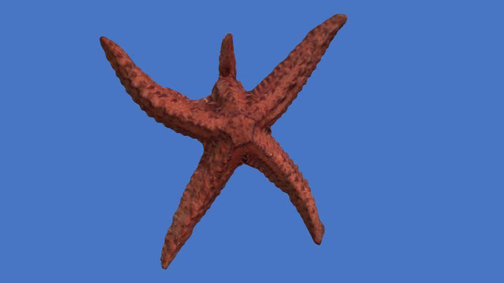 Starfish / Estrela-do-mar