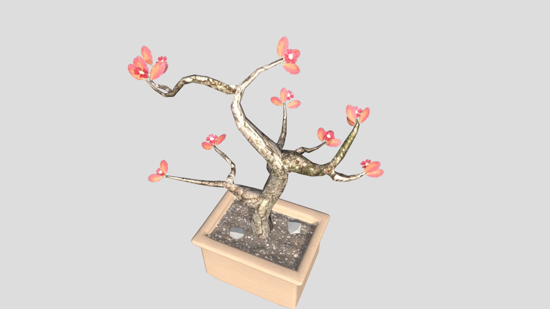 Bonsai Tree