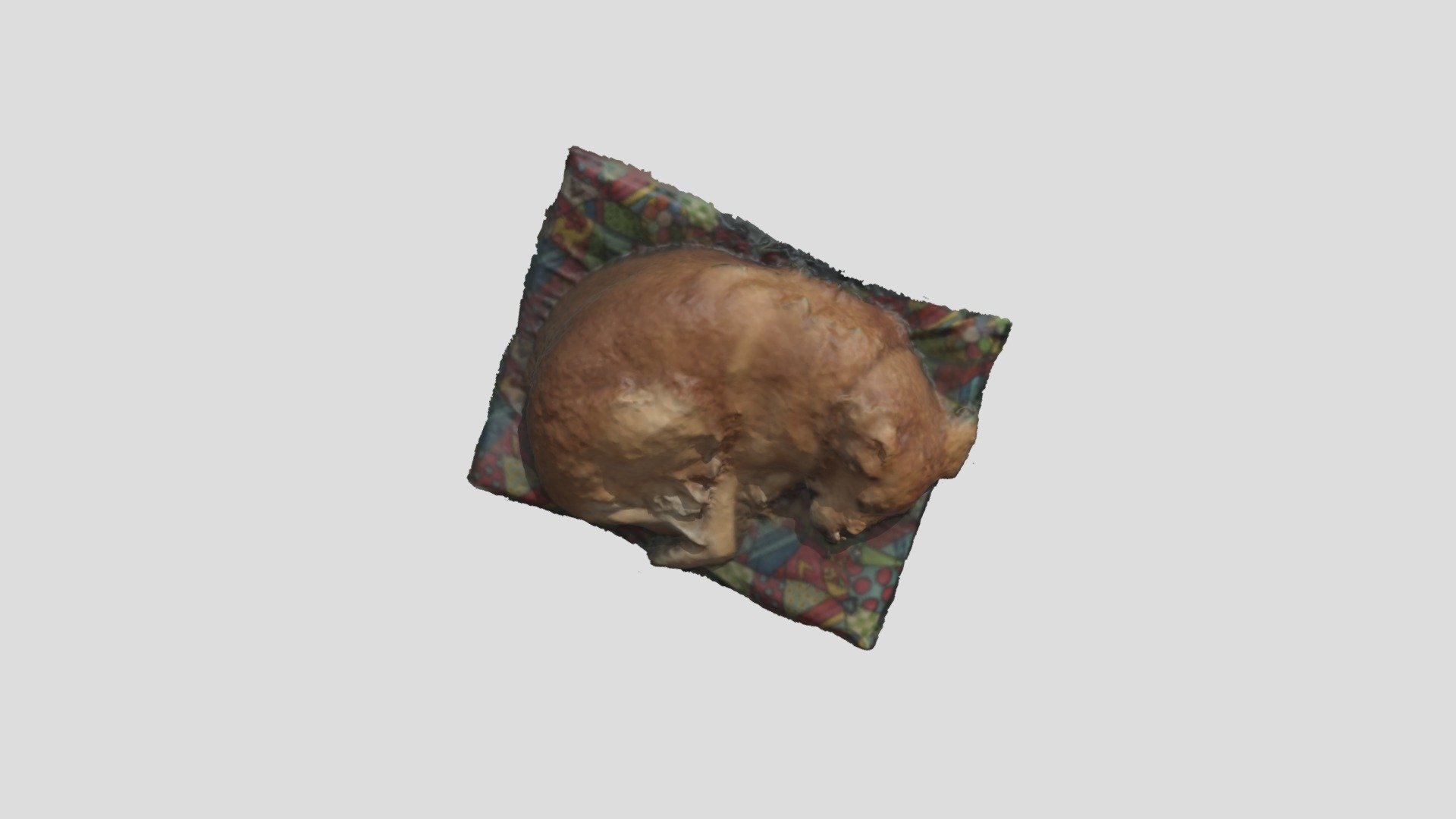 Perri Durmiendo La Siesta