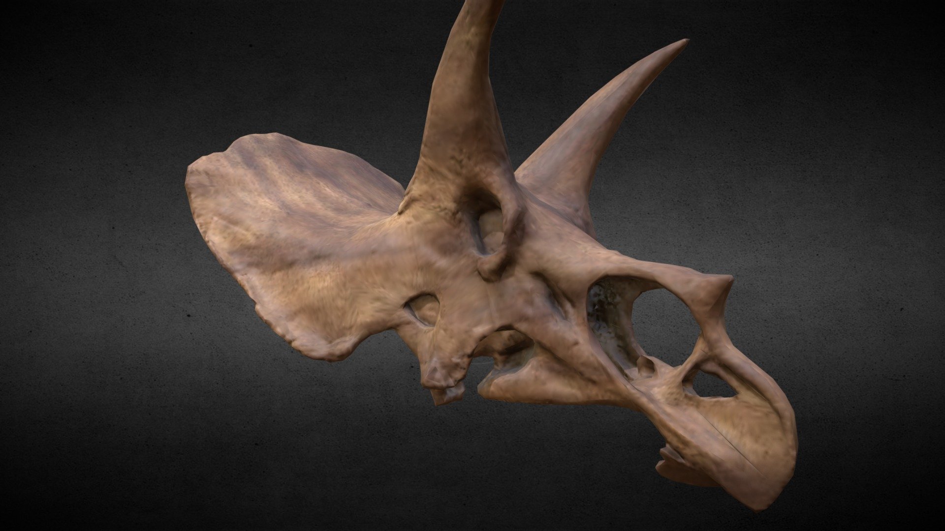 Dino skull, 512px wood textures, 7k tris