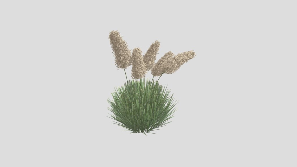 Pampas Grass