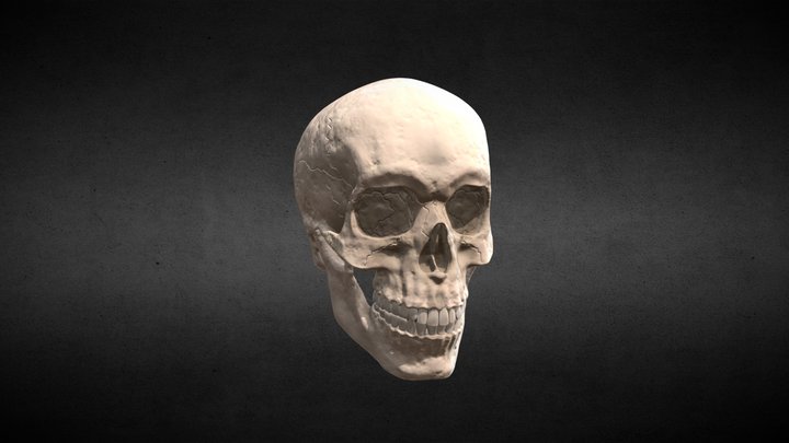 Craneo 3D Model