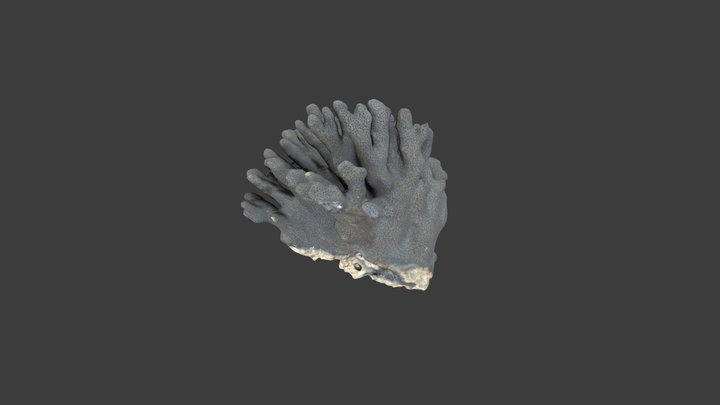 Heliopora coerulea – Modello 3D gratuito STL