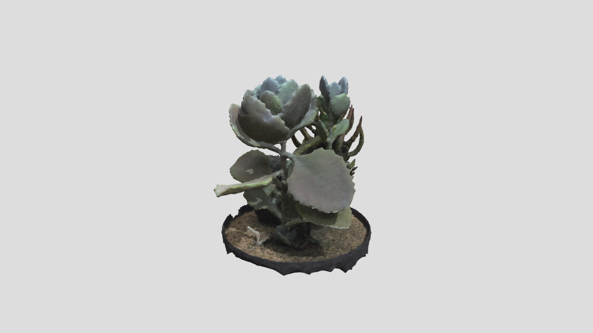 cactus — Sketchfab embed 3D viewer