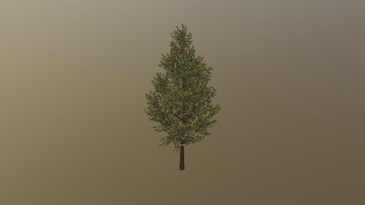 SM Tree Nature With Leaf 3D Model