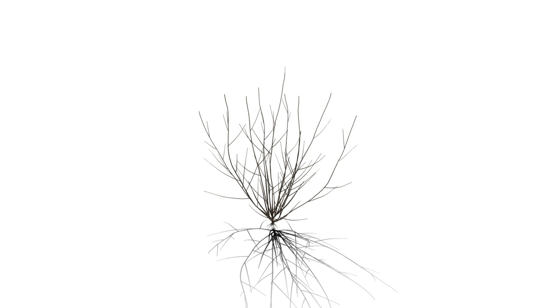 Realistic HD Rosemary willow (50/99) - Buy Royalty Free 3D model by ...