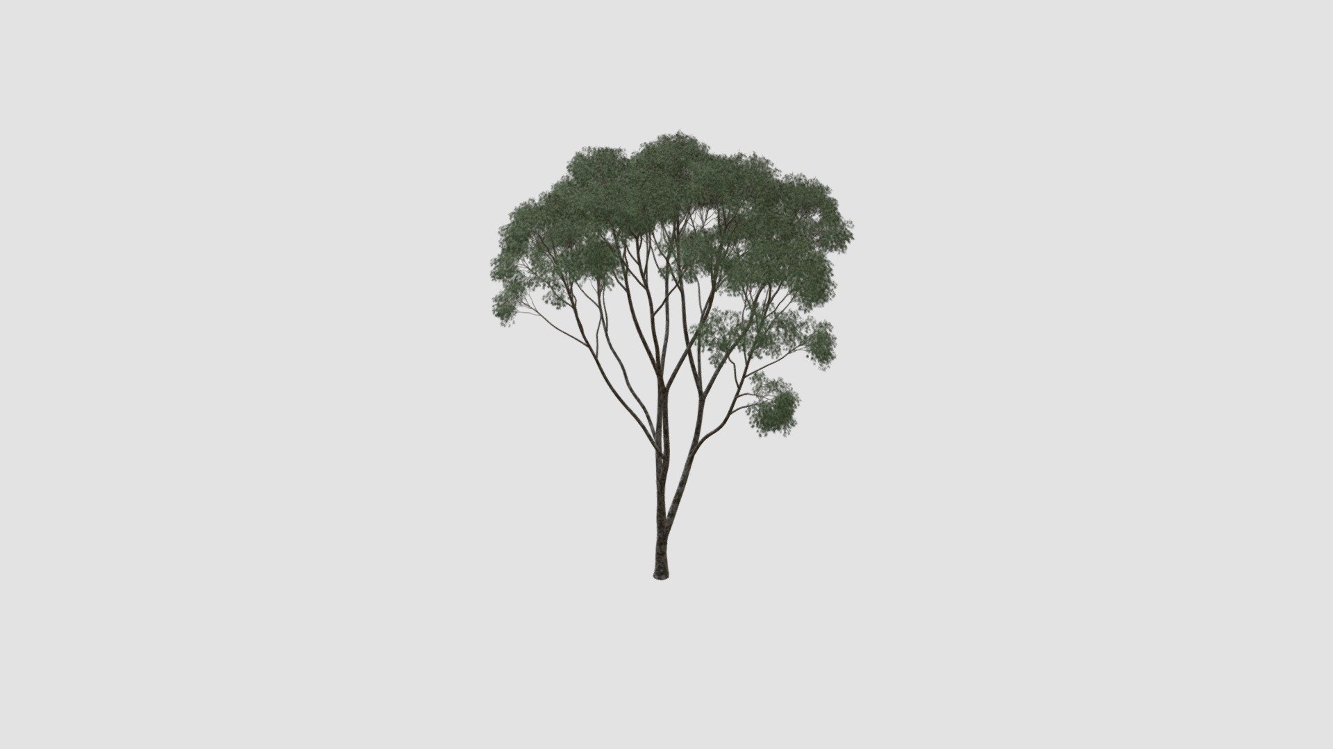 tree - Buy Royalty Free 3D model by Evermotion [b890b61] - Sketchfab Store