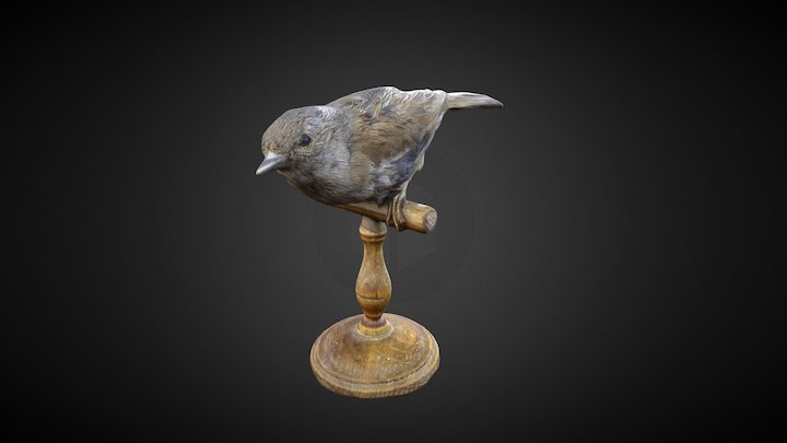 Accenteur Mouchet 3D Model