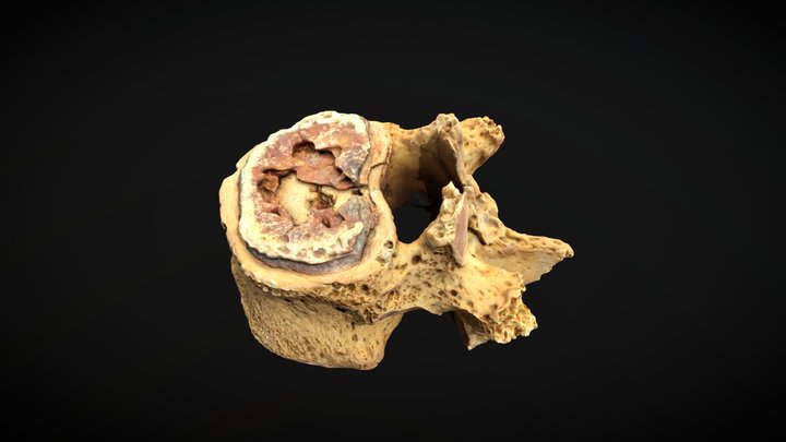 Vértebra (594) 3D Model