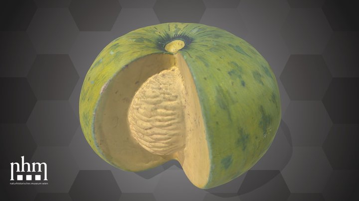 Pumpkin (NHMW-AFW-DING-0046-149) – Modèle 3D gratuit STL