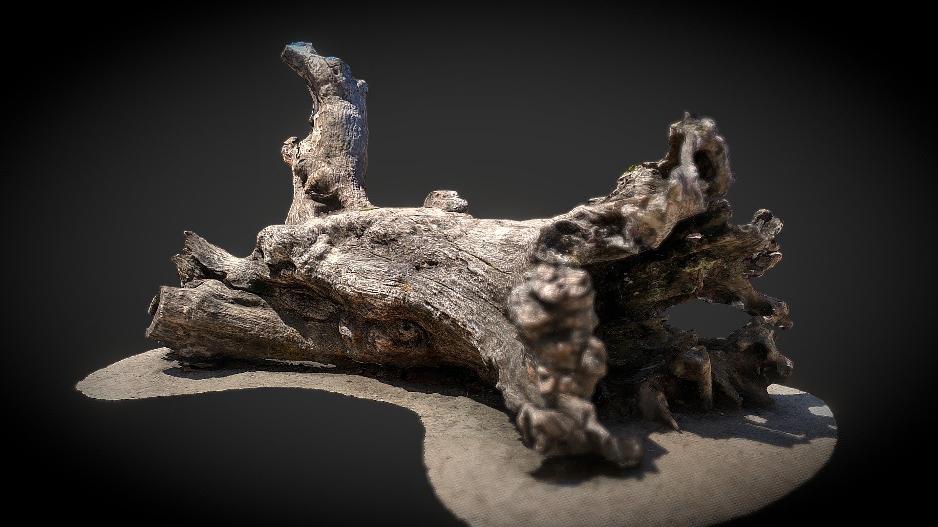 Fallen Trunk - Photogrammetry Test 4