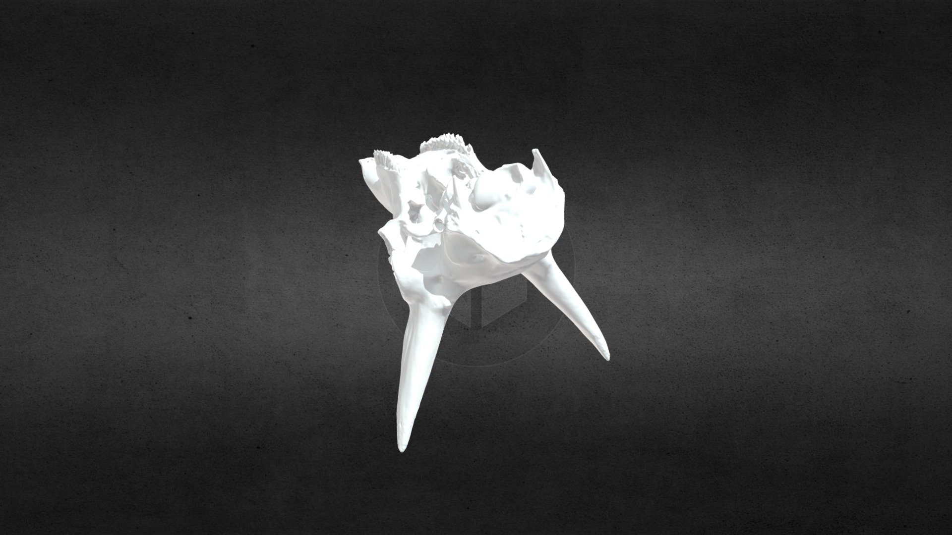 MSCC051 Antilocapra americana Cranium
