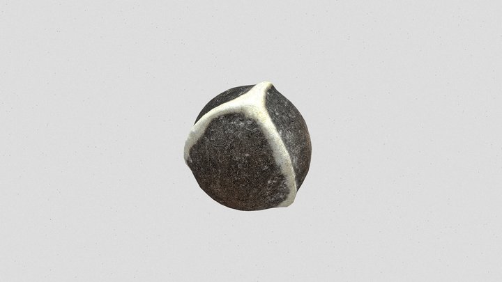 Moringa seed 3D Model