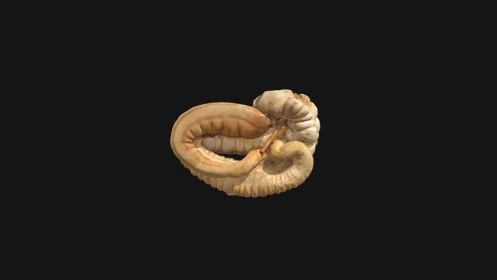 Equine Colon 3D Model