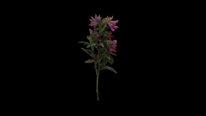 Trifolium lupinaster 3D Model