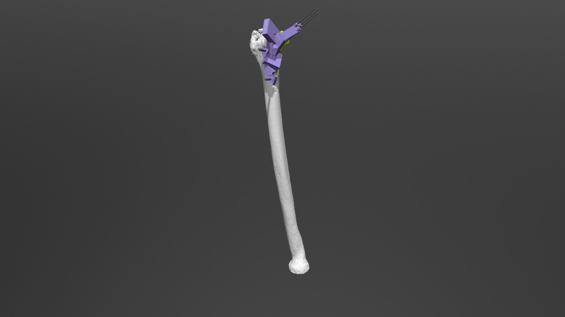 R_ROD Guide 02 dorsal