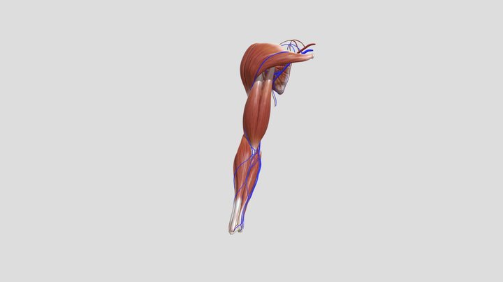 Flexing Arm 3D Model