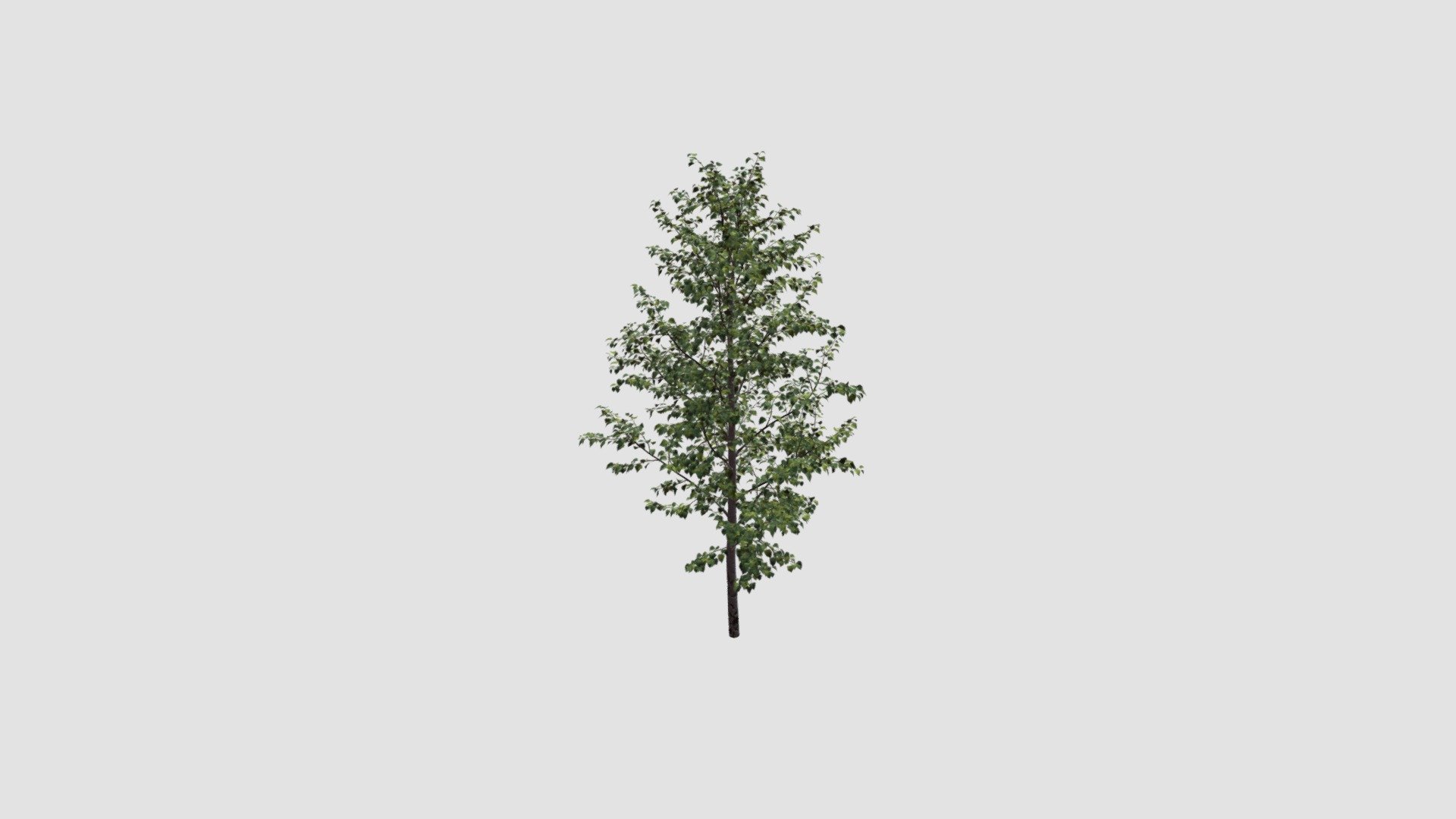 Tree - Buy Royalty Free 3D model by Evermotion [b8a71ed] - Sketchfab Store