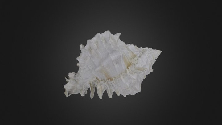 Gastropod: Phyllonotus globosus (PRI 44354) – Modelo 3D gratuito STL