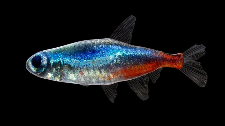 fish neon tetra neon innesa 3D Model