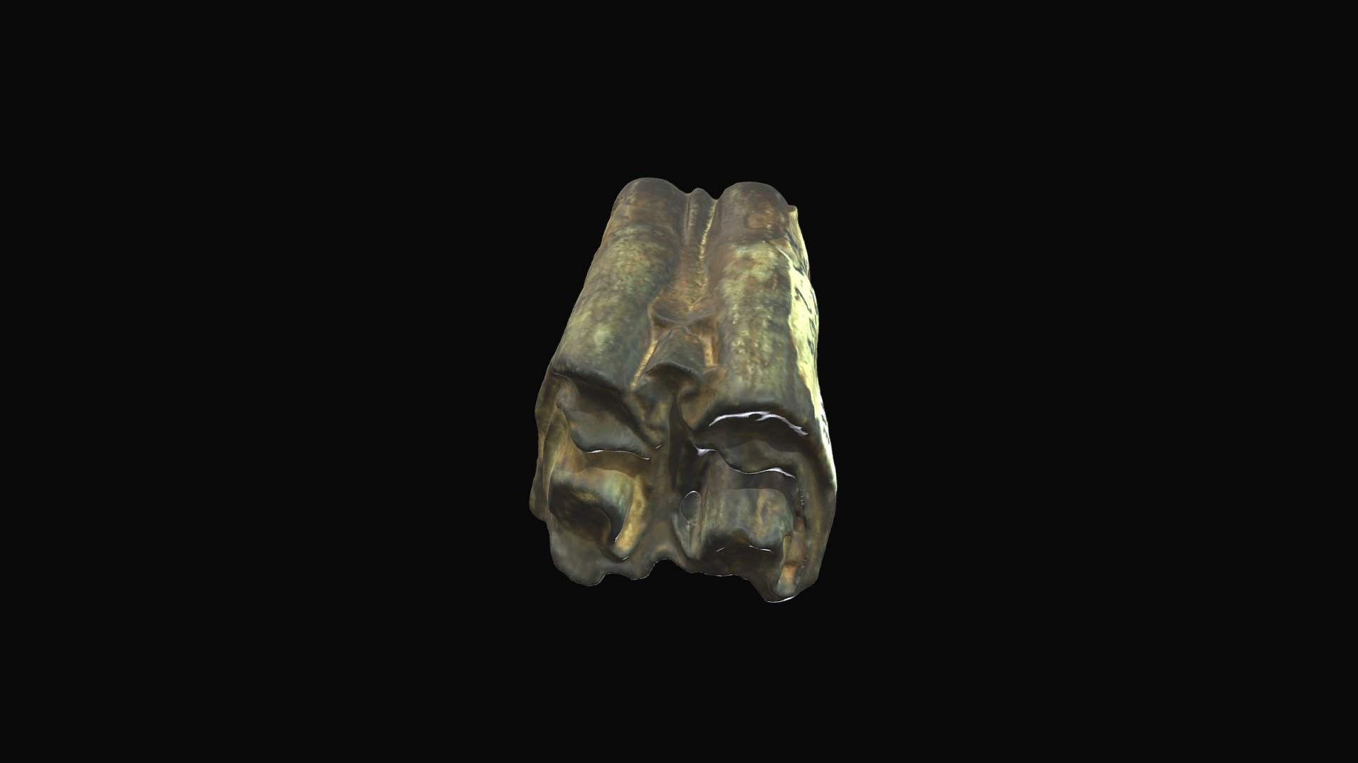 Bison, upper molar, Big Bone Lick, KY