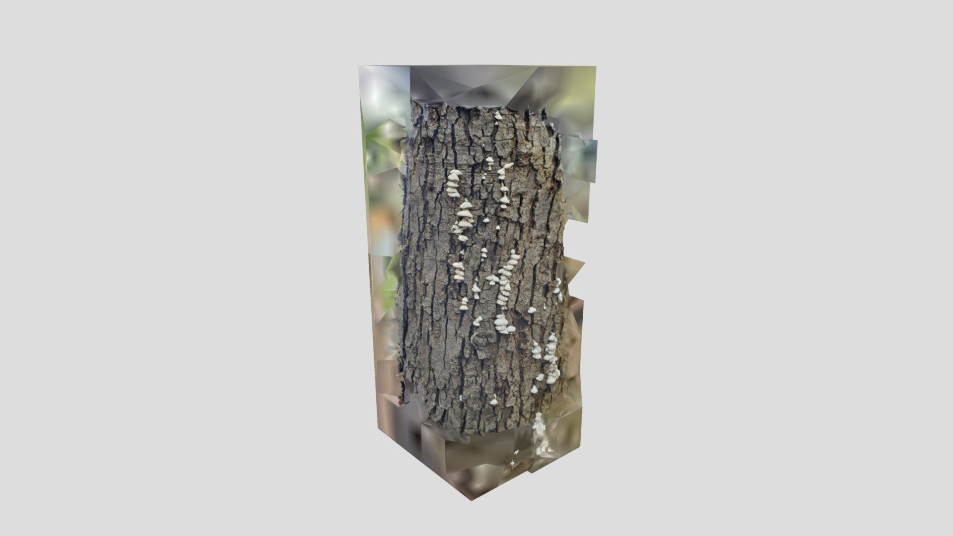 Tree Bark with Mushrooms