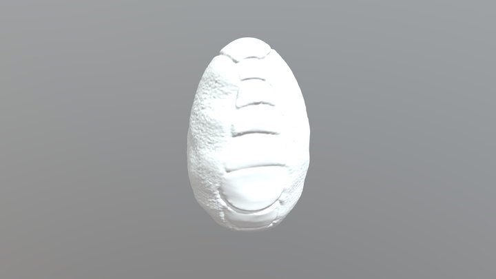 Dragon Egg High Ploy 3D Model