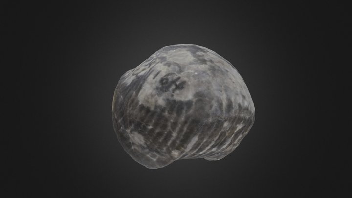 Brachiopod: T. venustula (PRI 70762) – Modelo 3D gratuito STL