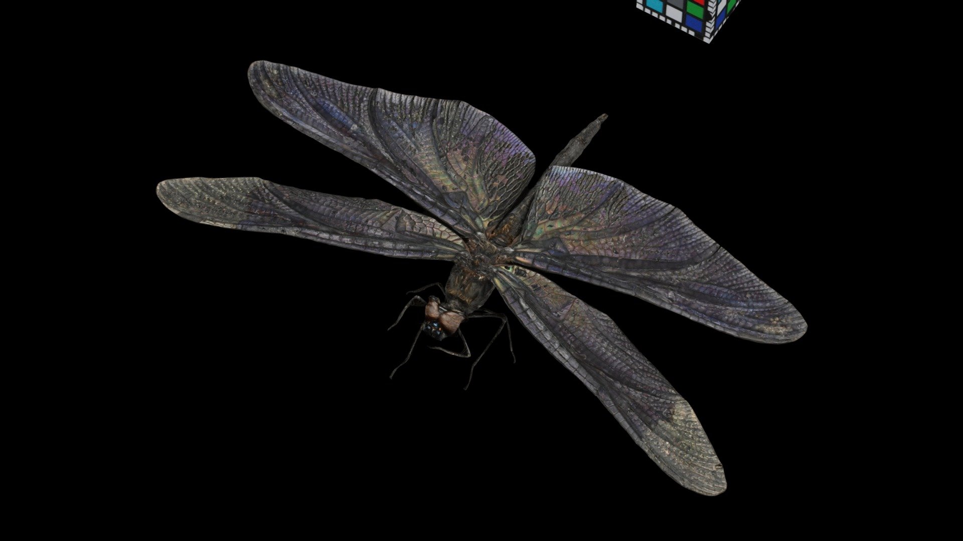 チョウトンボ Butterfly Dragonfly, R. fuliginosa
