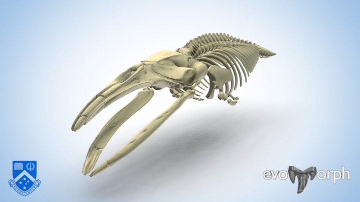 Pygmy Right Whale (Caperea marginata) skeleton 3D Model
