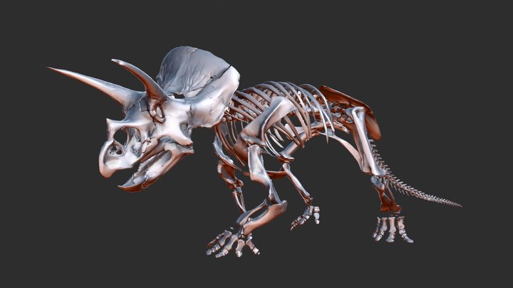 Triceratops horridus 3D Model