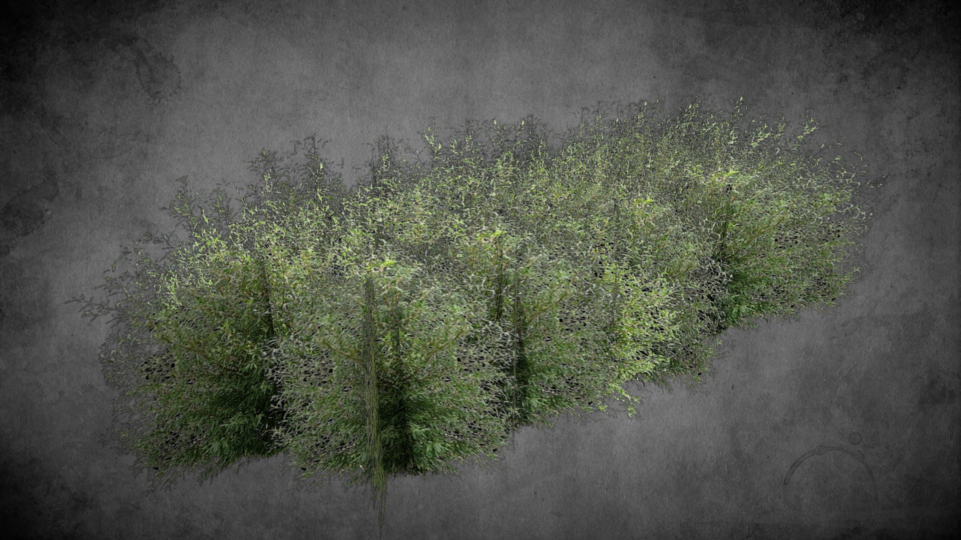 Weiden - Willow