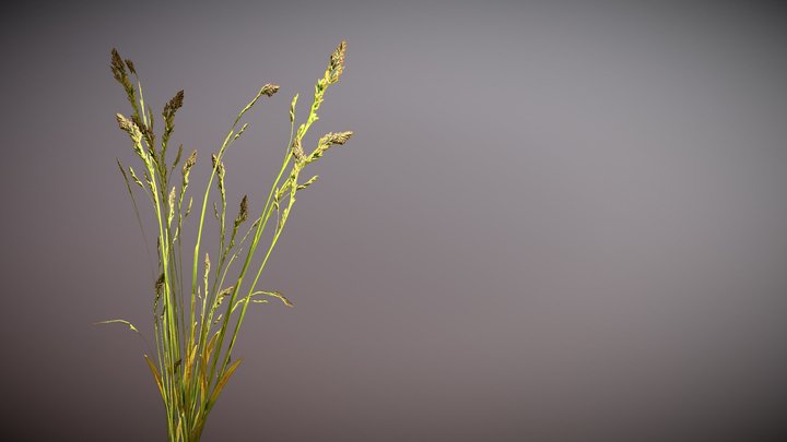 Yard Wheat Clump 3D Model