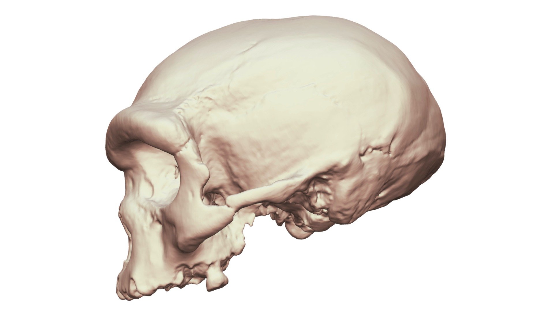 Harbin Cranium 2.0 3D Printable