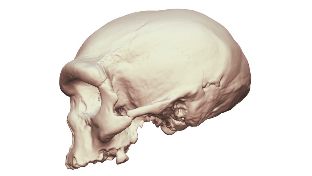 Harbin Cranium 2.0 3D Printable