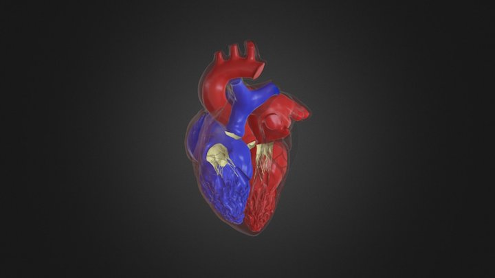 Heart 3D Model