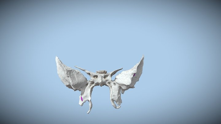 Sphenoid Final 3D Model