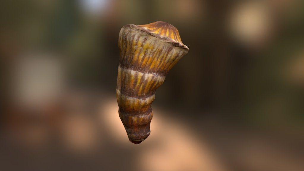 Rudist bivalve