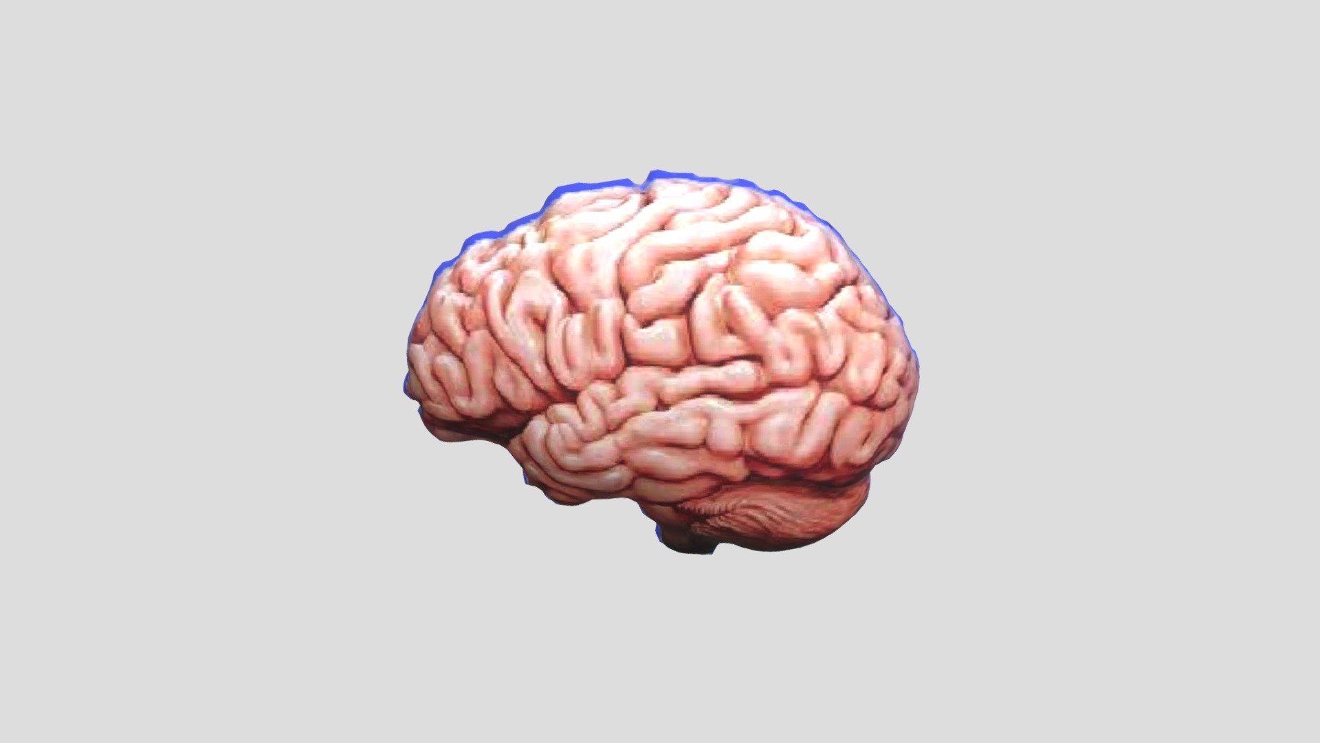 brain