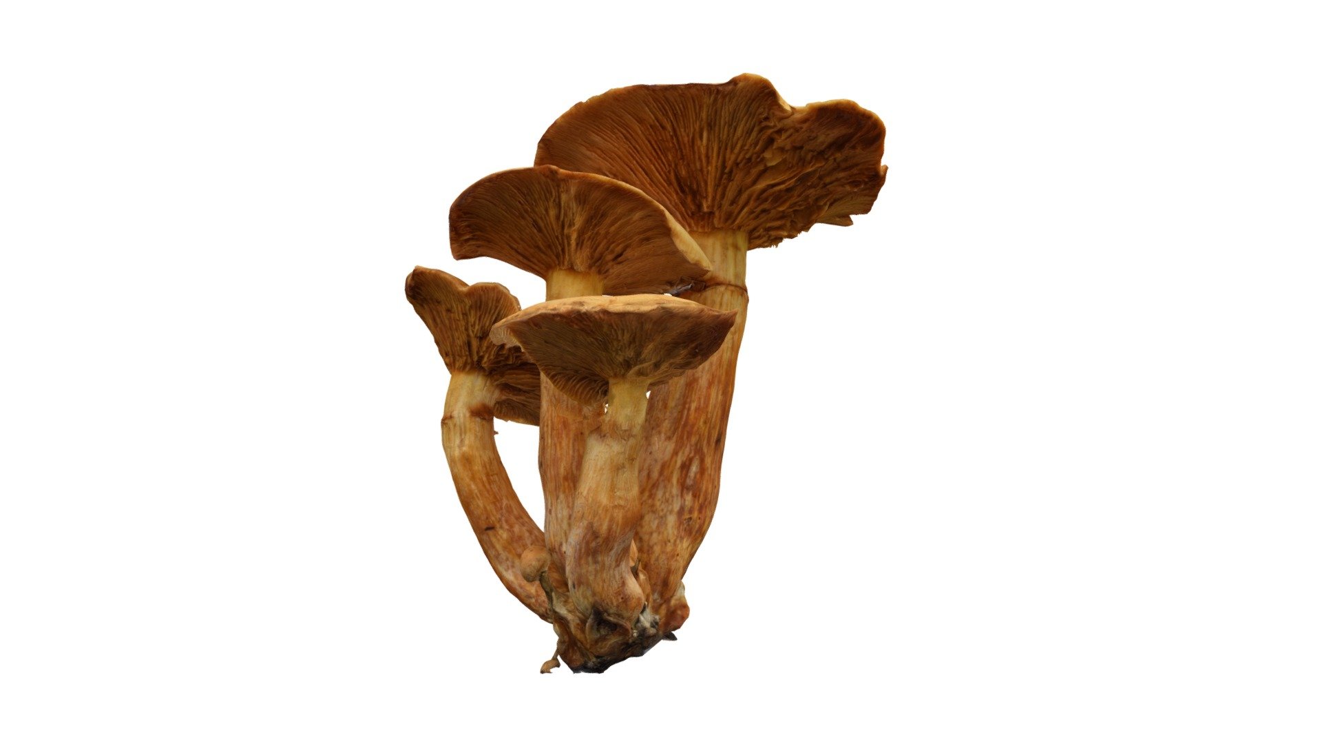 Gymnopilus junonius