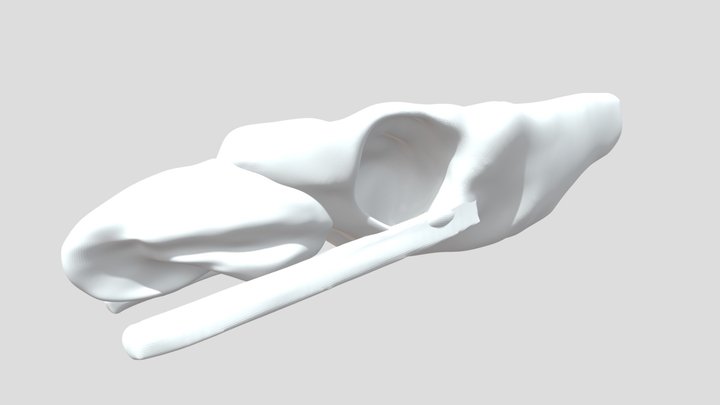 蟒蛇头骨 3D Model