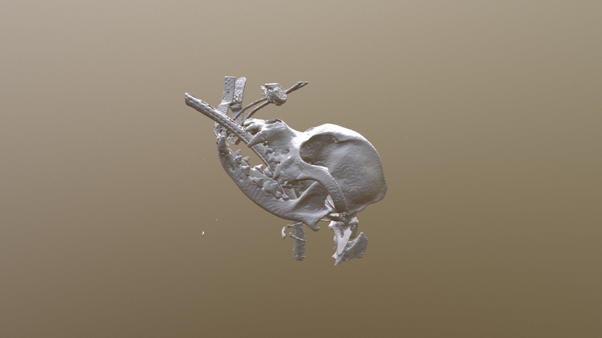 Head