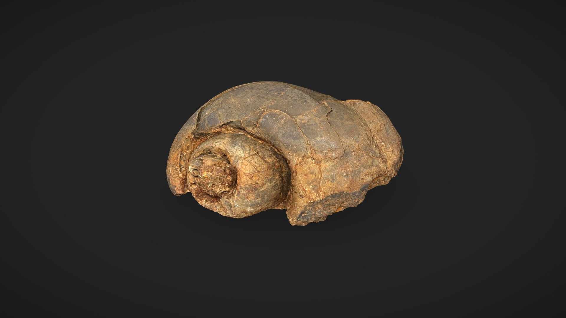 Gastrópode (Concha fossilizada) - 3D model by labpaleonto.ufac [b8d2f94 ...