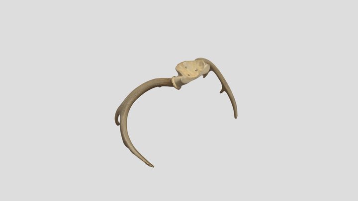 Deer Horn Scan 3D Model