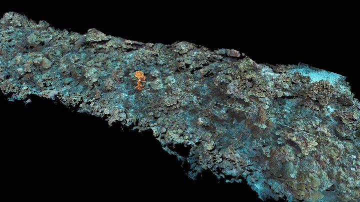 Curacao - Snakebay 20m - March 2020 3D Model