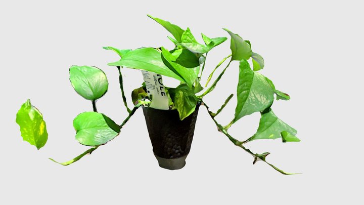 Pothos (Scaniverse) 3D Model